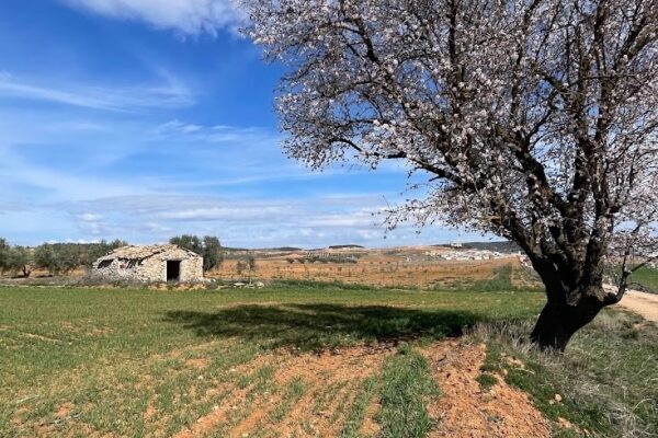 Albaladejo del Cuende