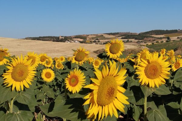 Girasoles