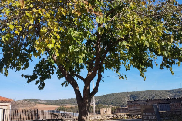 Albaladejo del Cuende